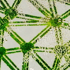 Good growth of printed algae wallpaper